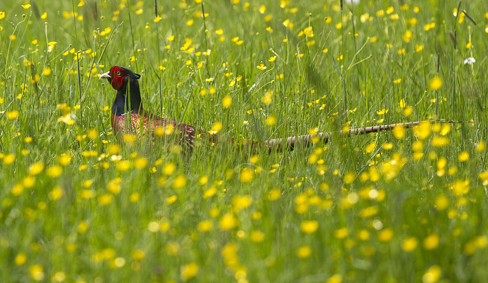 Fasan im Blütenmeer......