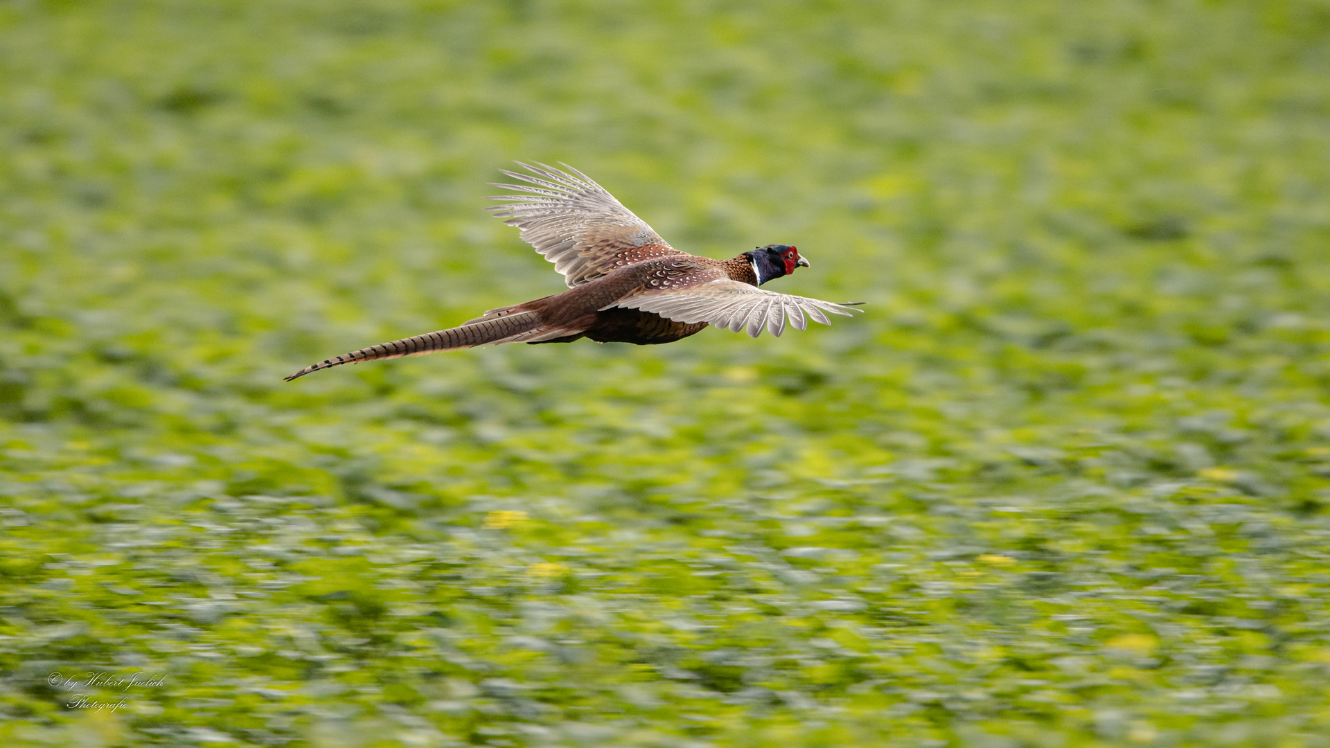 Fasan im Flug