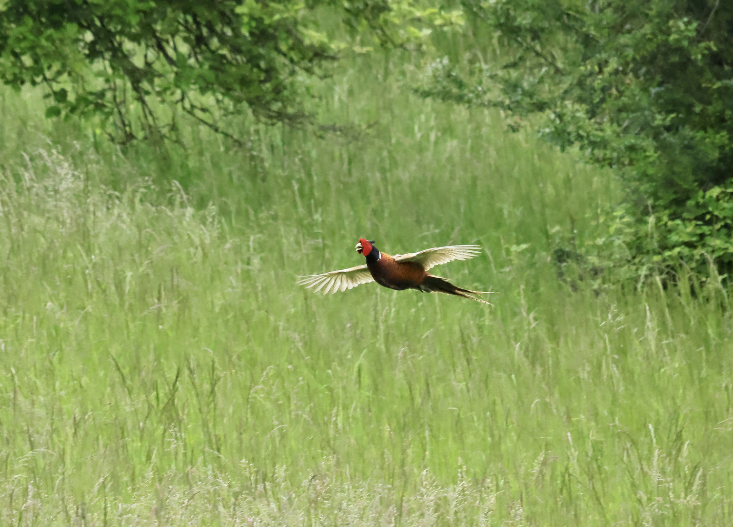 Fasan im Flug