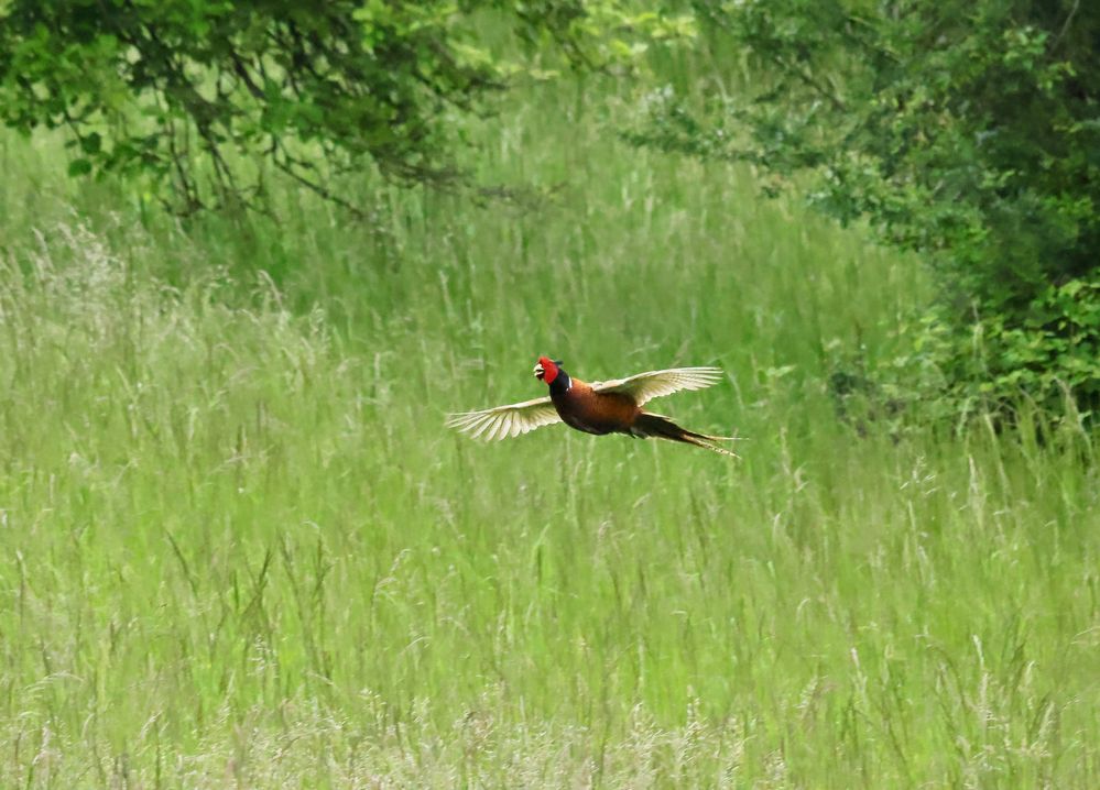 Fasan im Flug Foto &amp; Bild | tiere, wildlife, wild lebende vögel Bilder ...