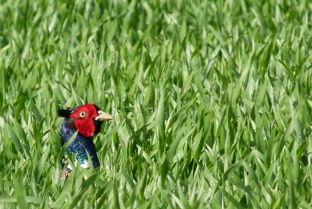 Fasan im Frühling