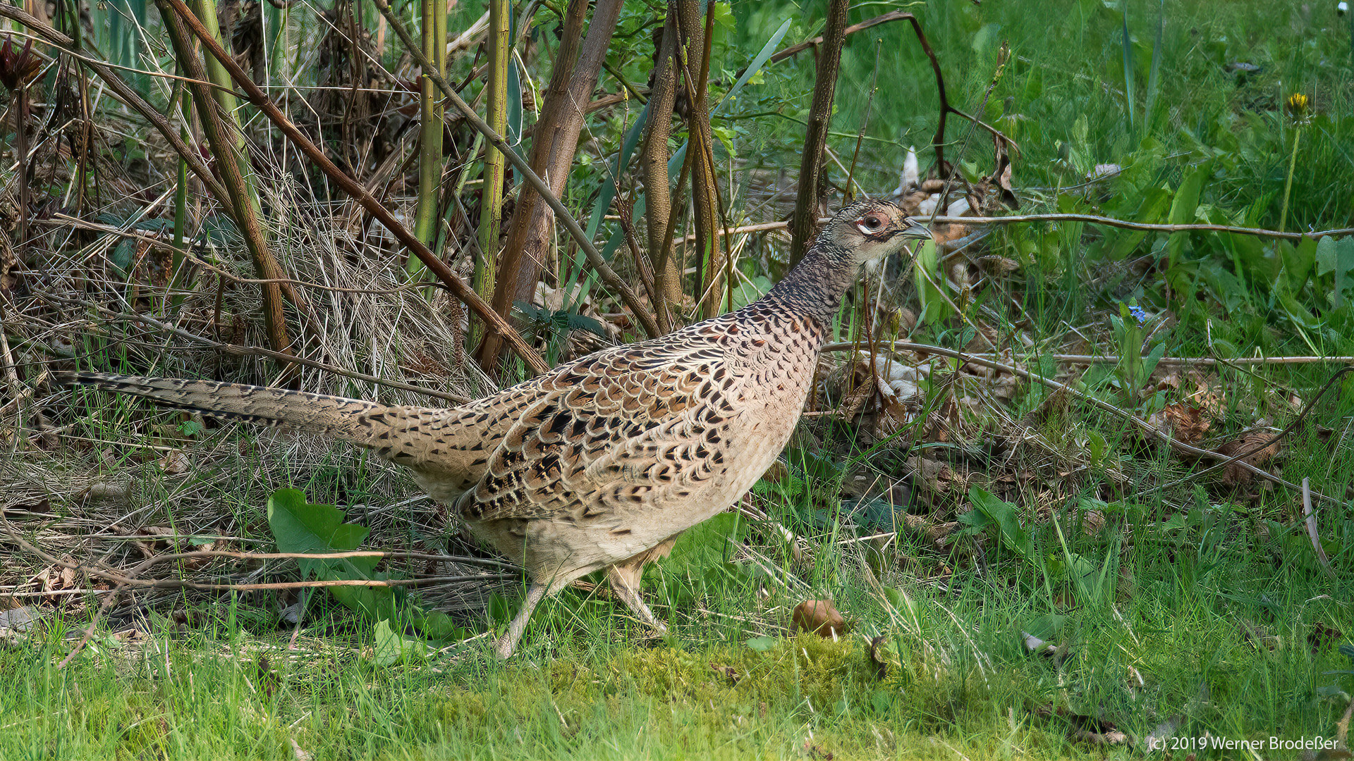 Fasan im Garten