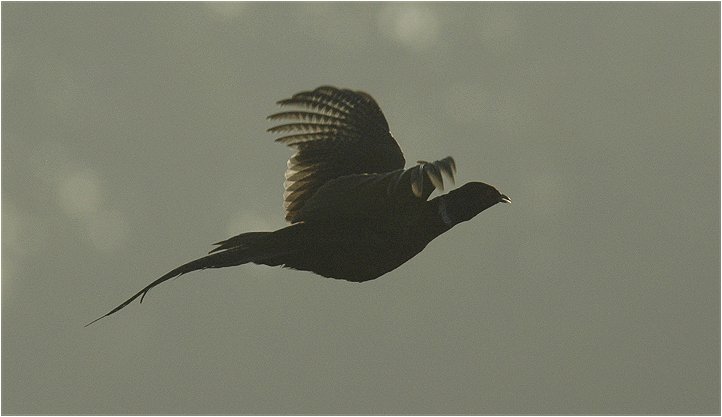 Fasan im Gegenlicht (Borken-Marbeck)