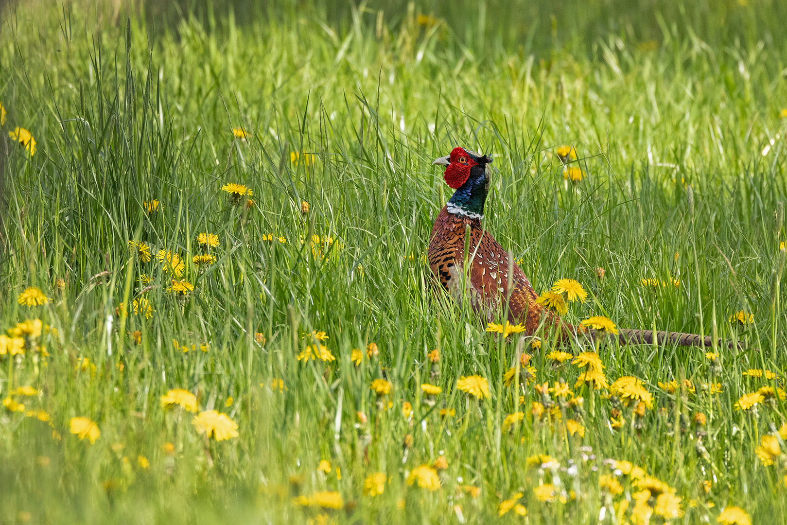 Fasan im Grünen