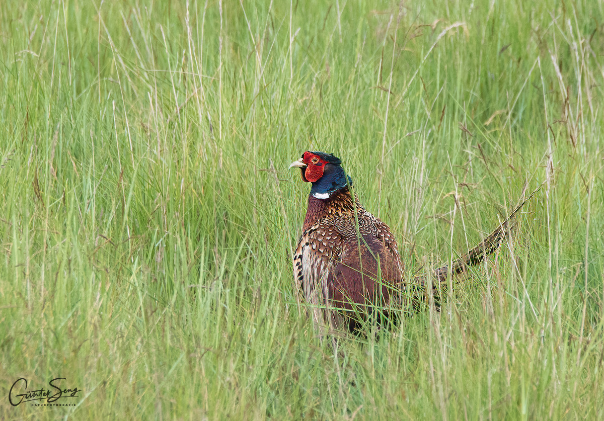 Fasan im hohen Gras