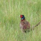 Fasan im hohen Gras