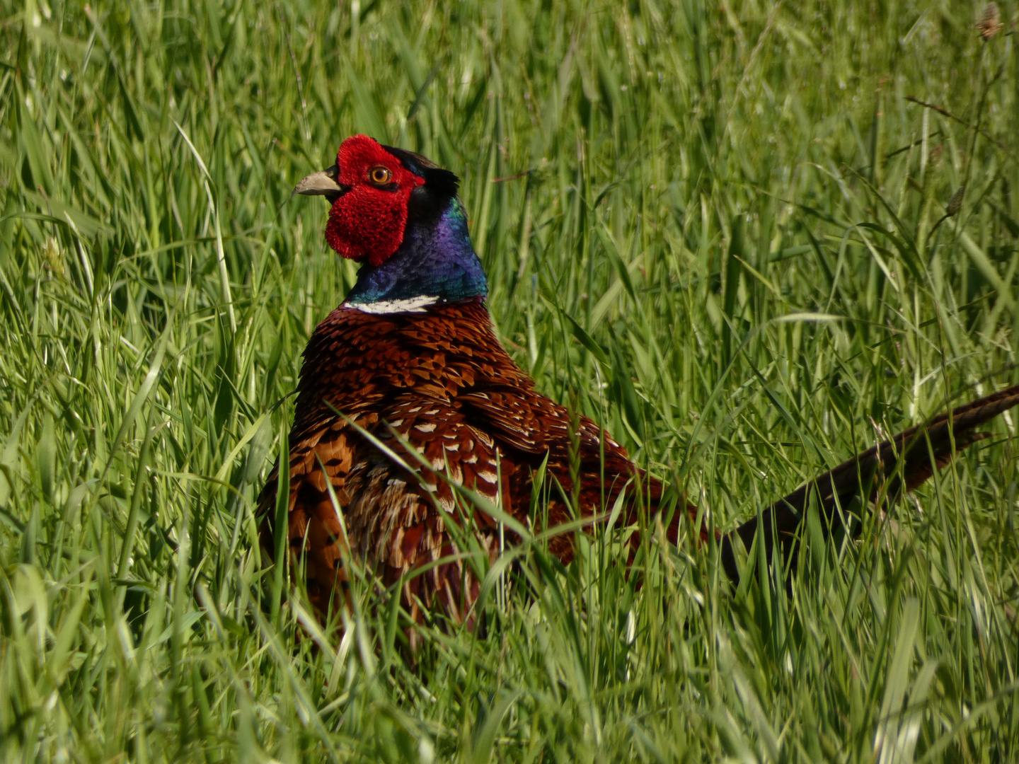 Fasan im hohen Gras