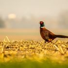 Fasan im Licht der goldenen Stunde