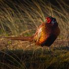 Fasan im Licht der untergehenden Sonne