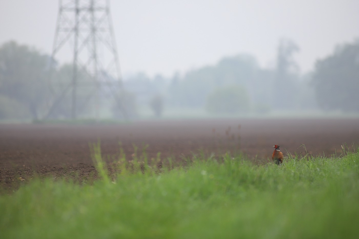 Fasan im Morgennebel