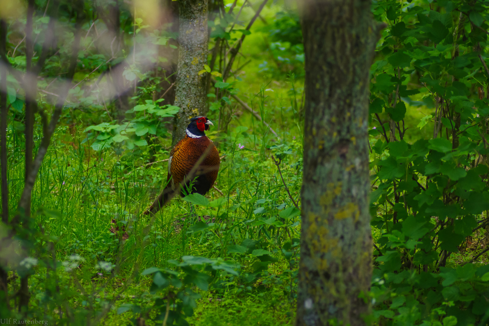 Fasan im Naturparadies