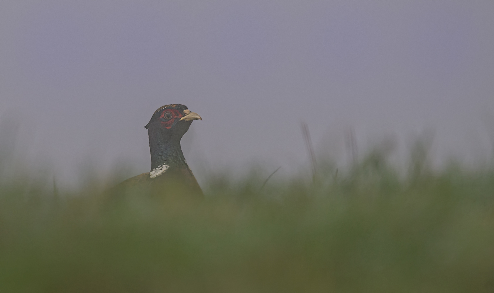 Fasan im Nebel