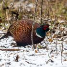 Fasan Im neu Schnee