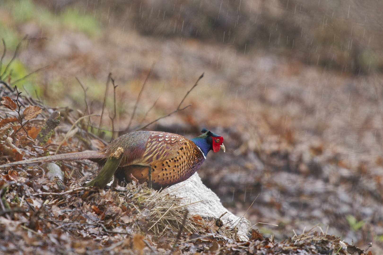 Fasan im Regen