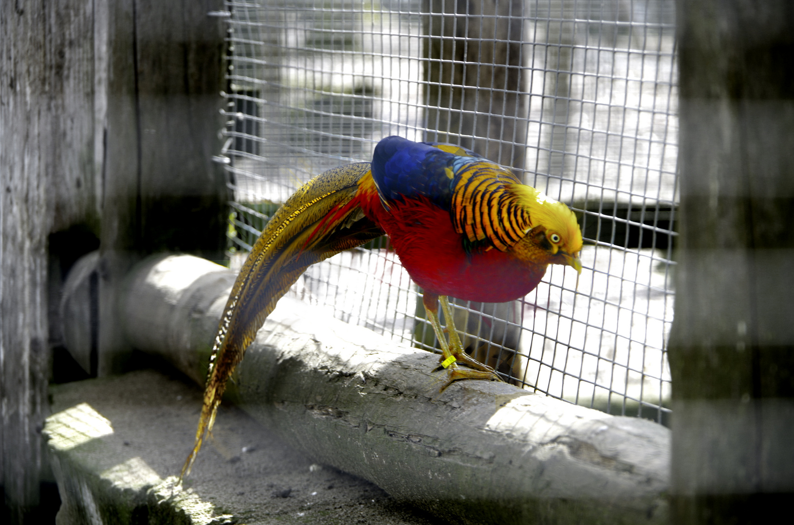 Fasan im Wildpark