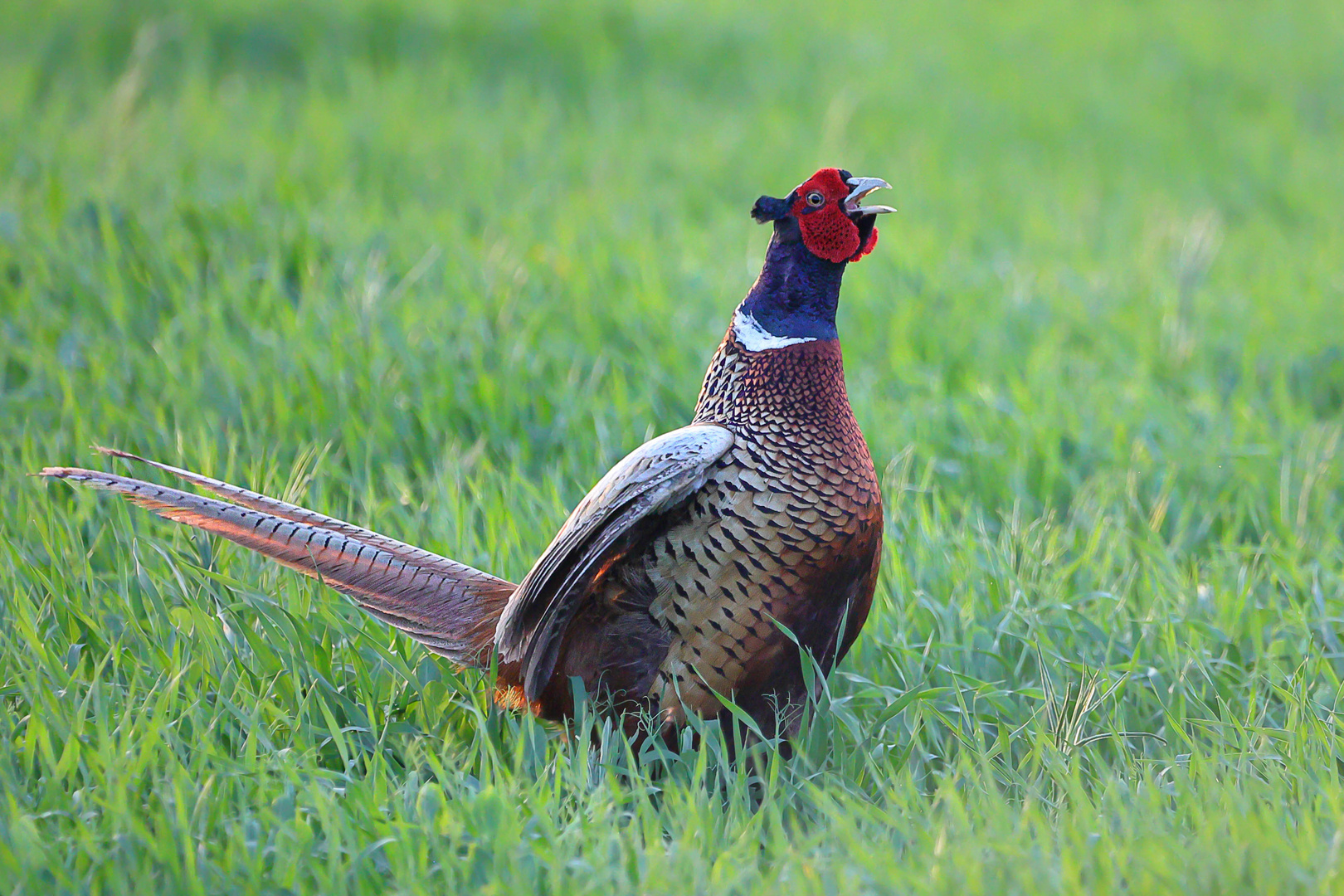 Fasan in Aufregung -3- Foto &amp; Bild | tiere, wildlife, wild lebende ...