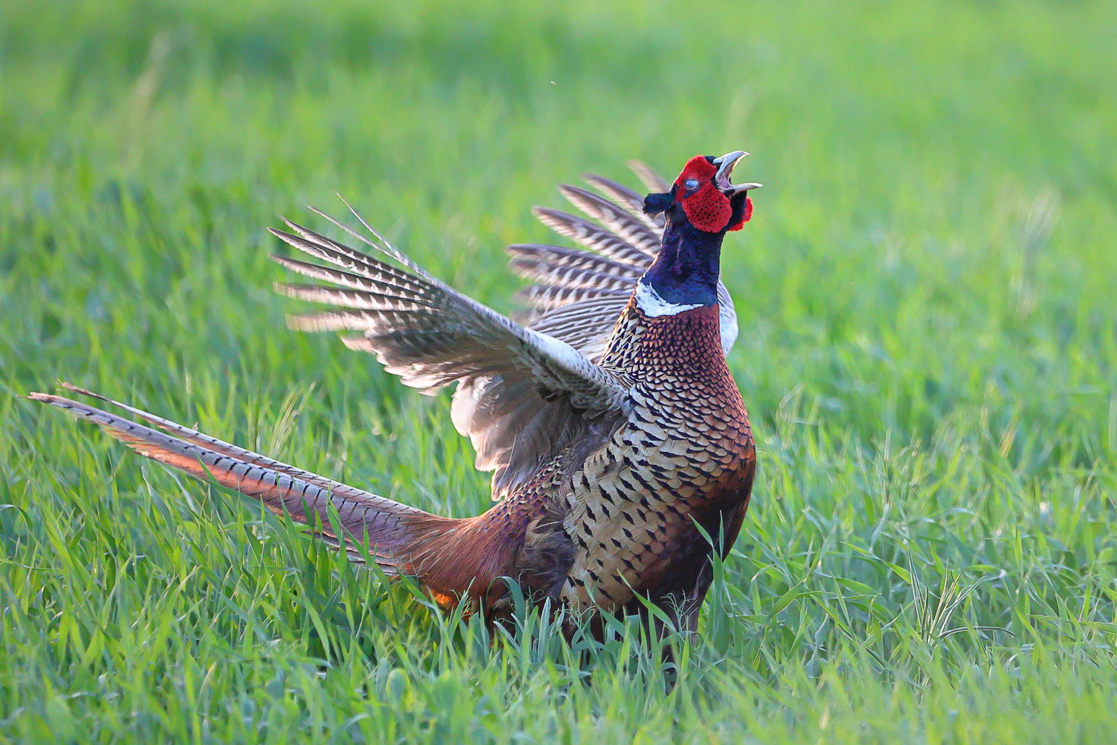 Fasan in Aufregung - 4 - Foto &amp; Bild | tiere, wildlife, wild lebende ...