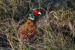 Fasan in den Amumer Dünen 