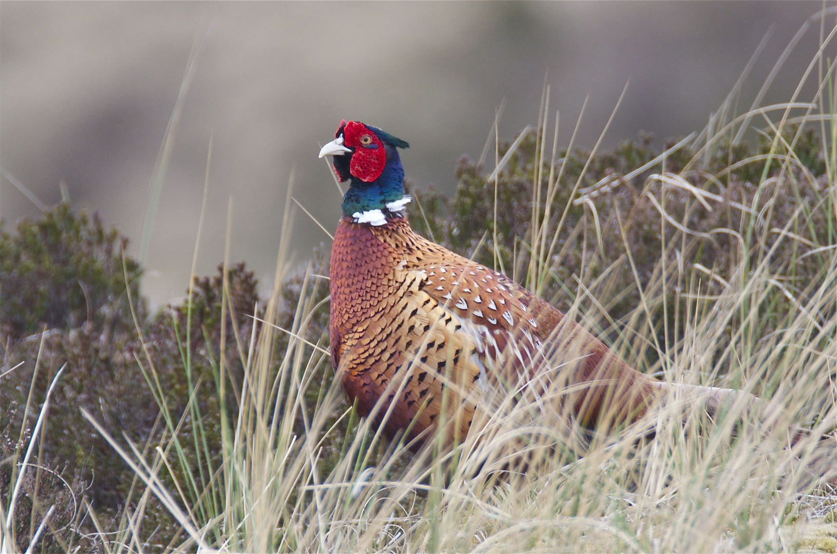 Fasan in den Dünen