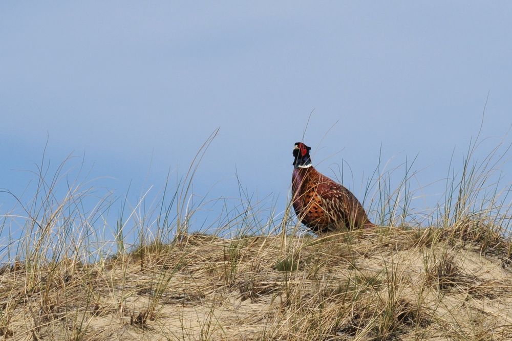 Fasan in den Dünen