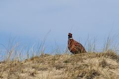 Fasan in den Dünen