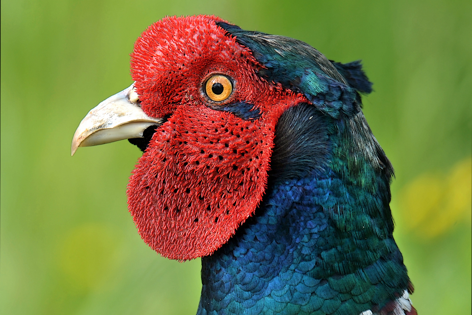 Fasan in der Balz Foto &amp; Bild | natur, vögel Bilder auf fotocommunity