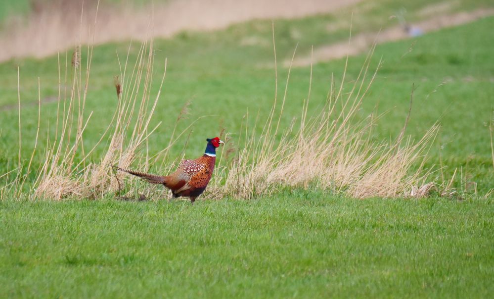 Fasan in der Marsch Foto &amp; Bild | natur, tiere, vögel Bilder auf ...