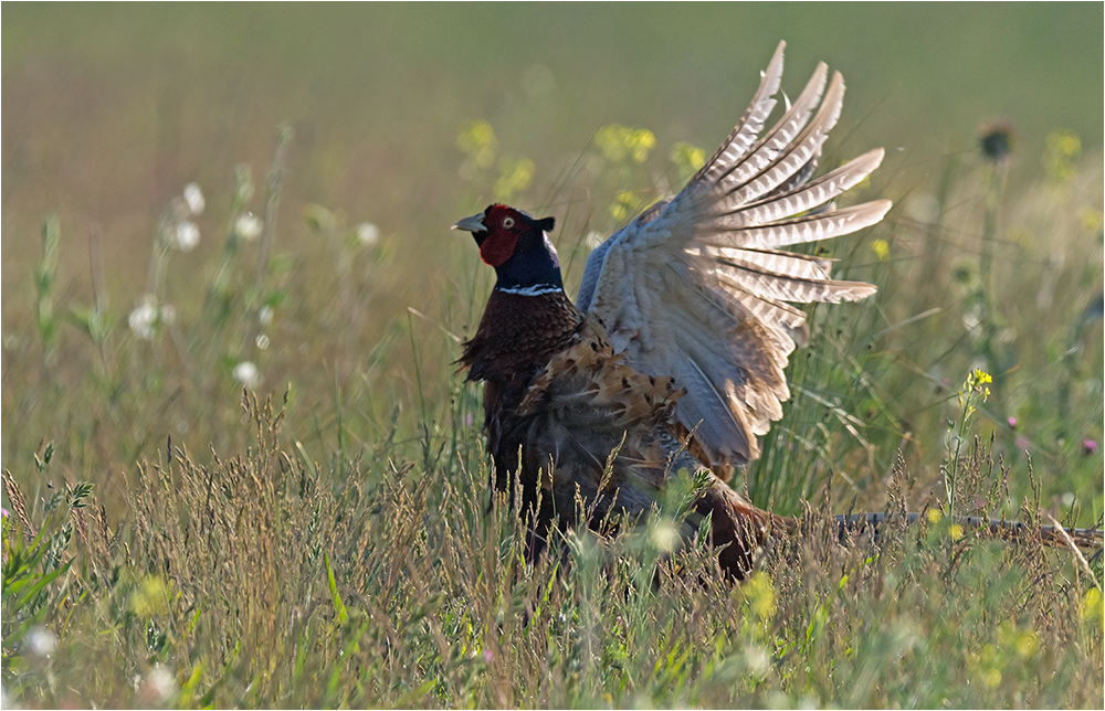 Fasan in der Morgensonne Foto &amp; Bild | natur, tiere, vögel Bilder auf ...