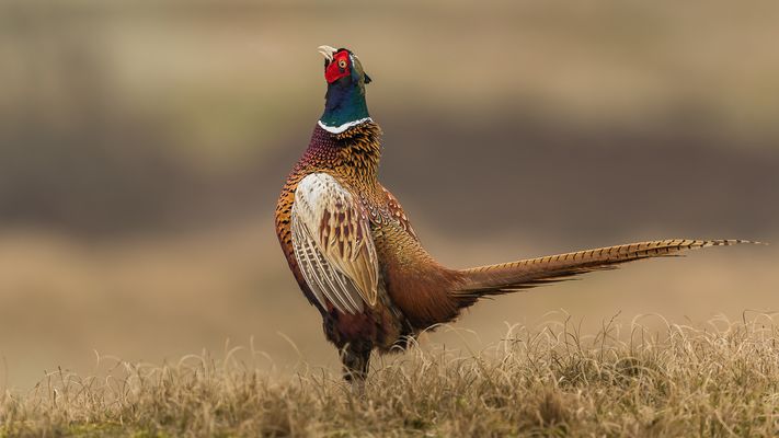 Fasan in Grundstellung 