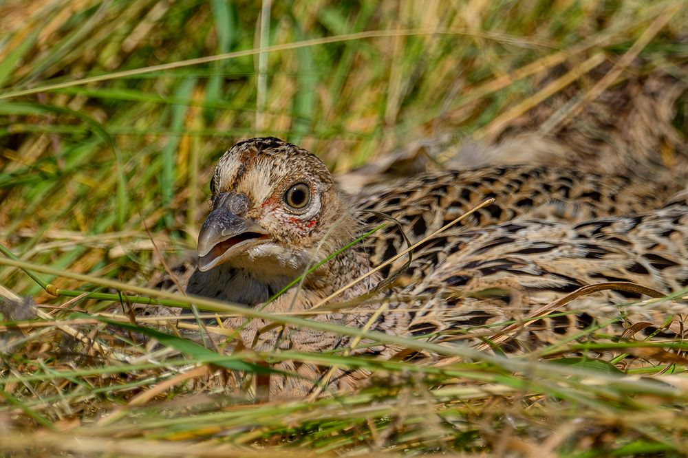 Fasan-Küken ... Foto &amp; Bild | tiere, wildlife, wild lebende vögel ...
