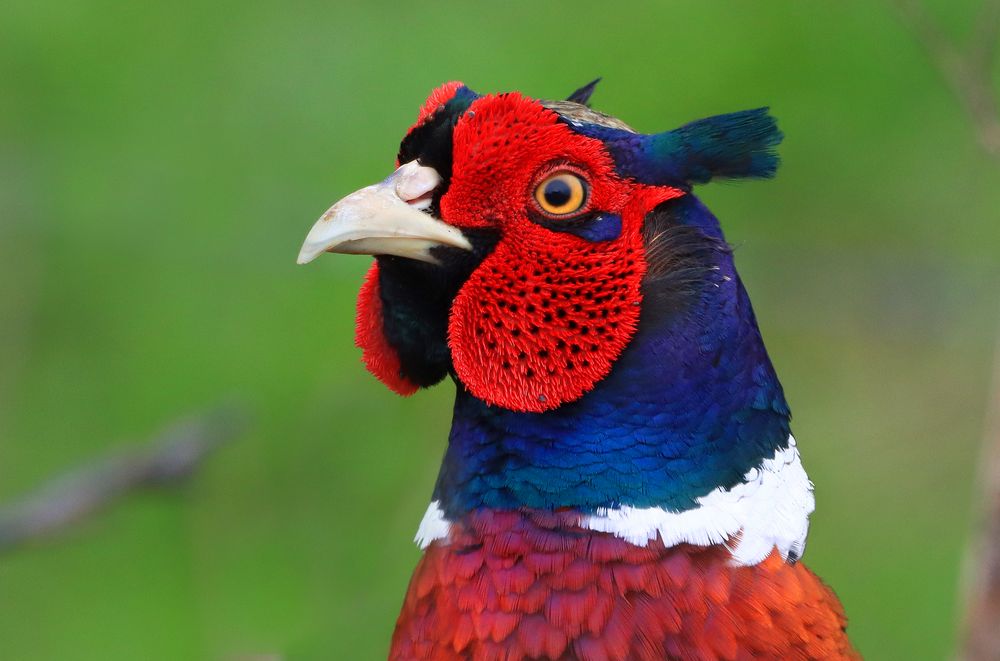 Fasan, Männchen im Portrait Foto &amp; Bild | natur, tiere, vögel Bilder ...
