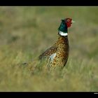 Fasan (Männchen) • Insel Texel, Nord-Holland, Niederlande (29-21444)