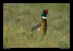 Fasan (Männchen) • Insel Texel, Nord-Holland, Niederlande (29-21444)