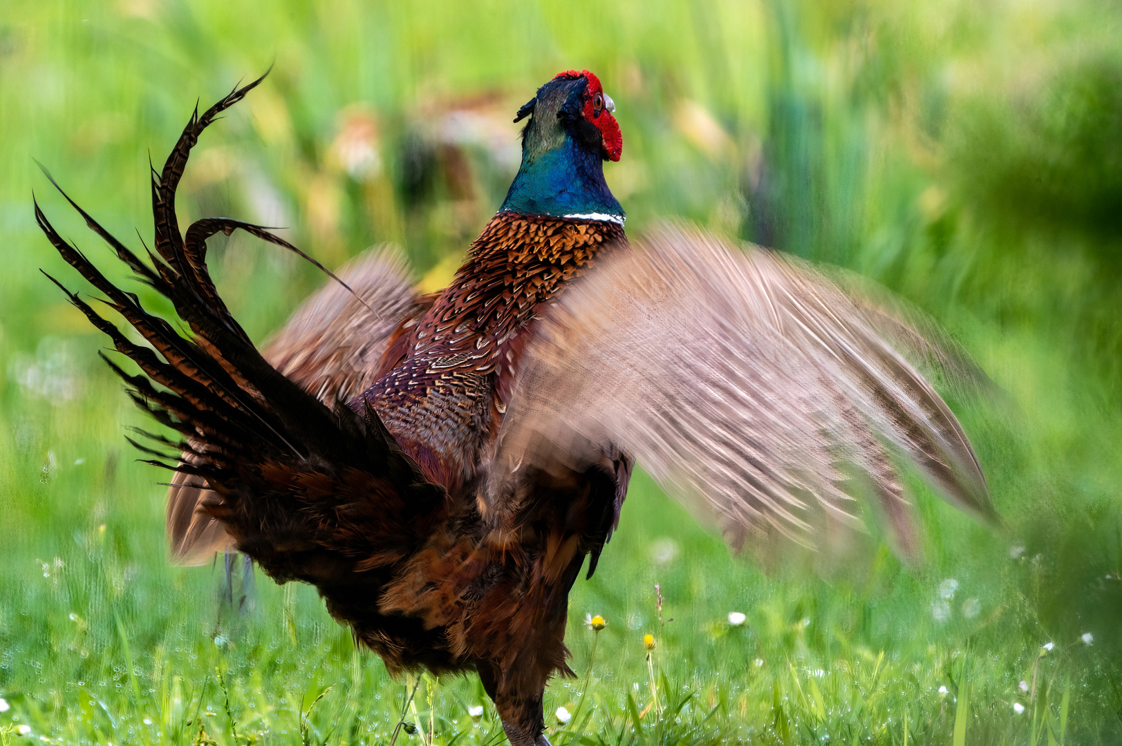 Fasan mit hoher Schlagzahl Foto &amp; Bild | tiere, wildlife, landschaft ...