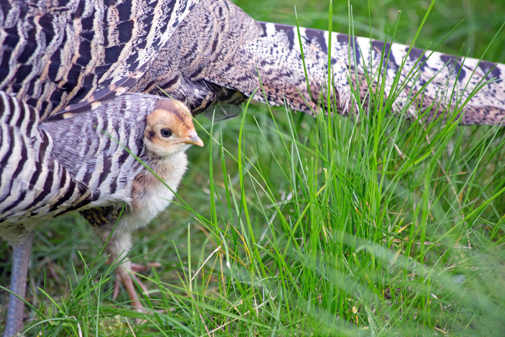 Fasan mit Küken