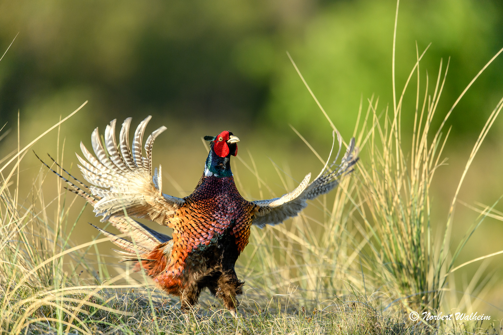 Fasan mit vollem Einsatz Foto &amp; Bild | natur, tiere, vögel Bilder auf ...