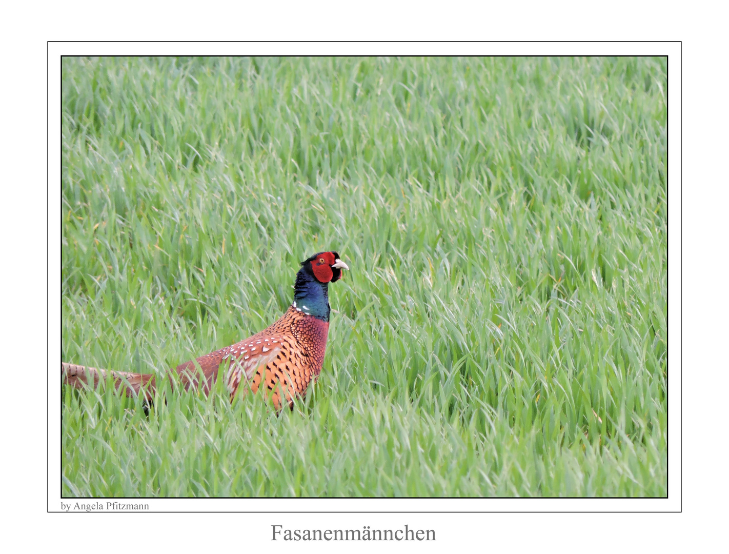 Fasan noch immer auf Ostereiersuche...... :-)