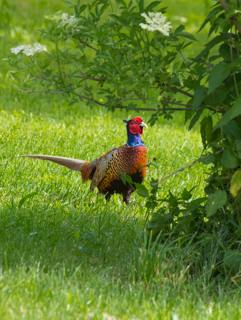 fasan, phasianus colchicus