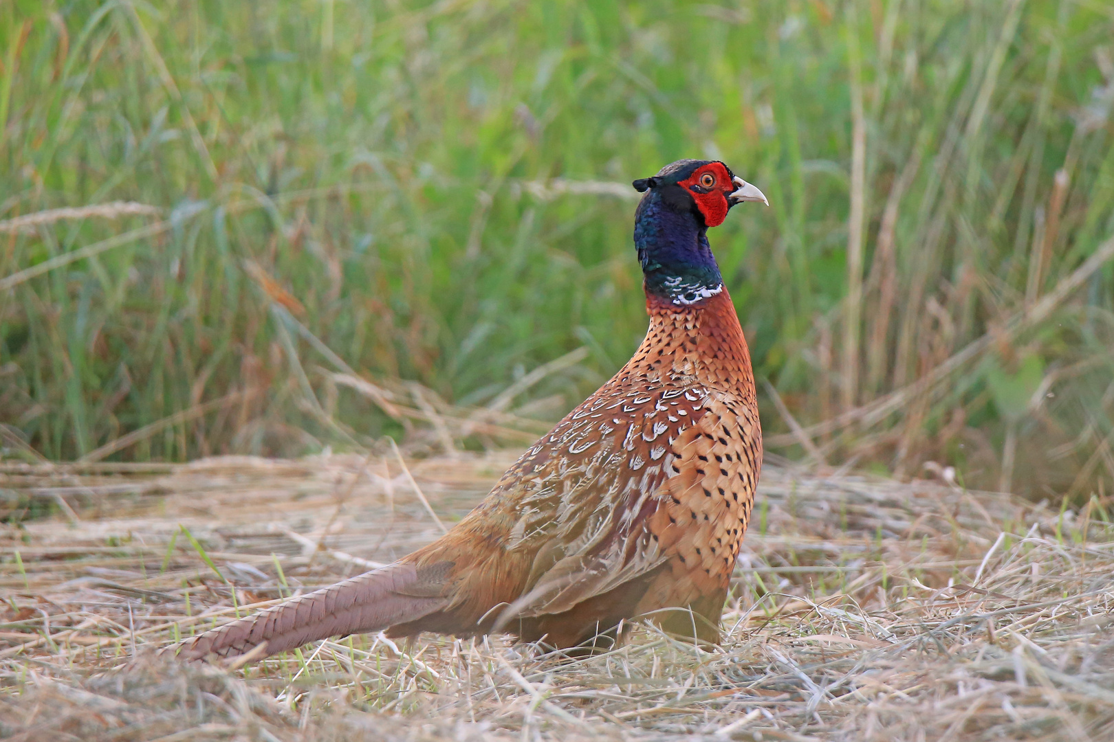 Fasan (Phasianus colchicus)