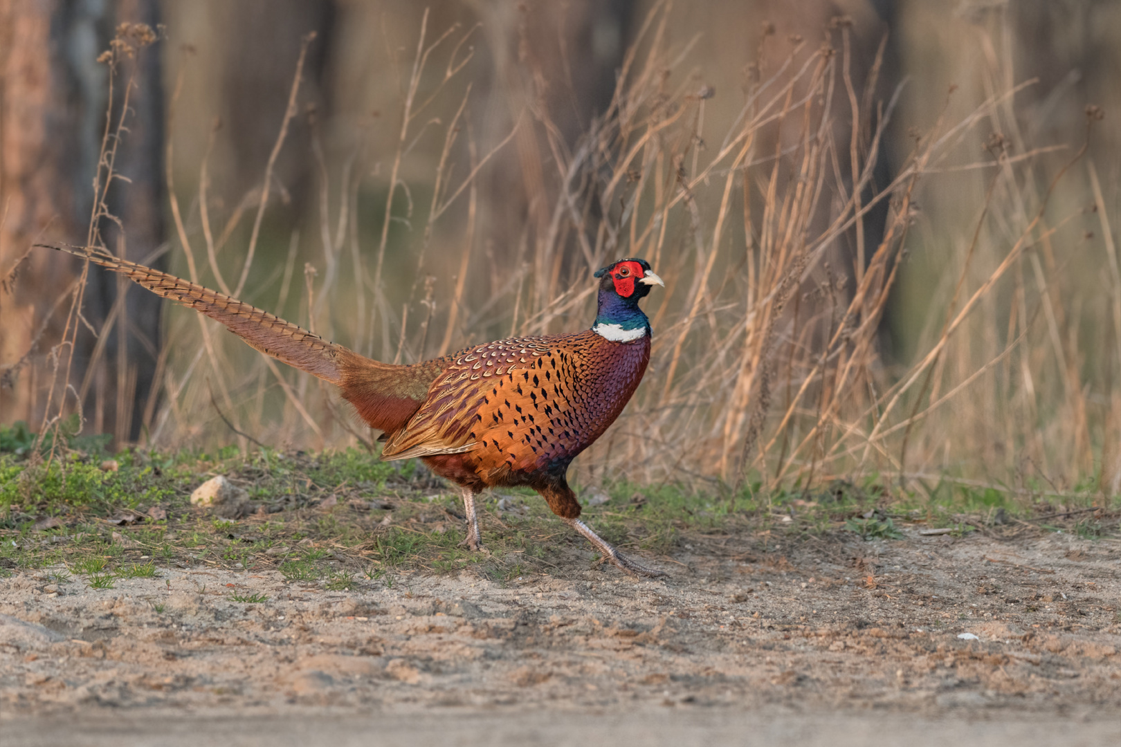 Fasan (Phasianus colchicus)