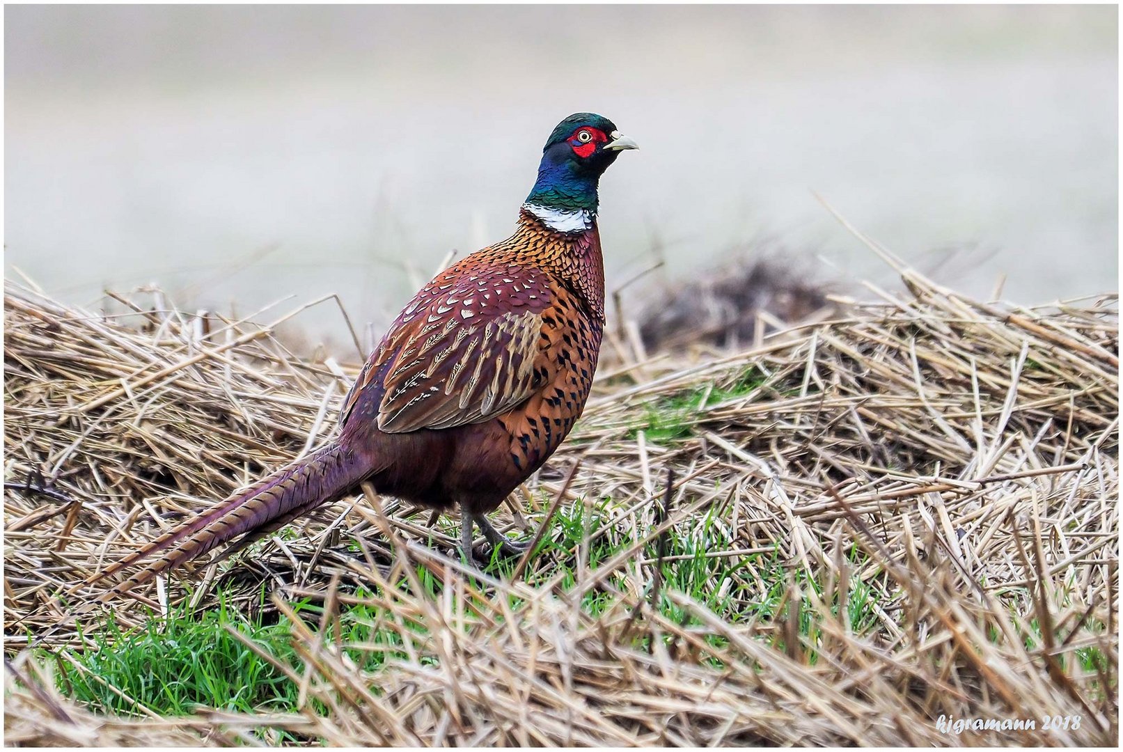 fasan (phasianus colchicus) ....