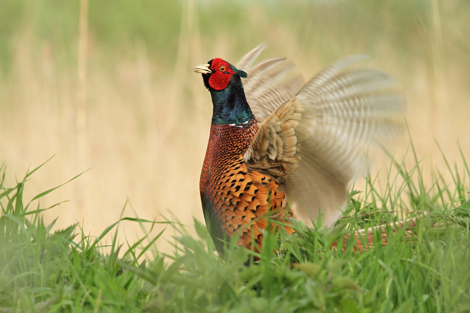 Fasan (Phasianus colchicus )