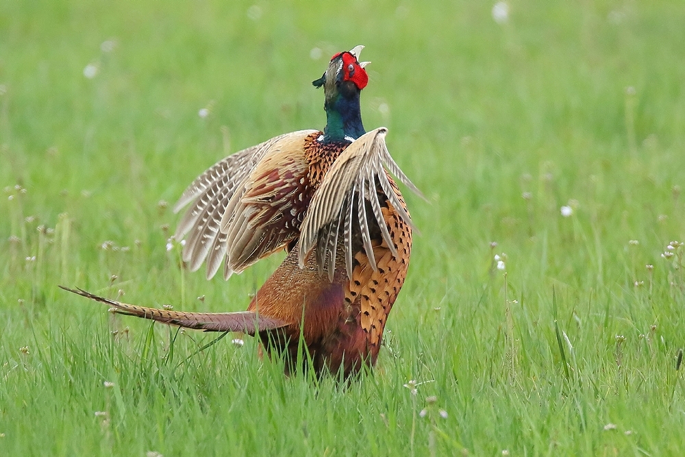 Fasan (Phasianus colchicus) 2