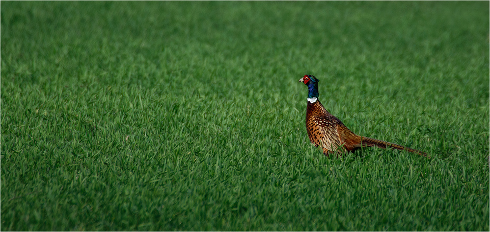 Fasan (Phasianus colchicus)