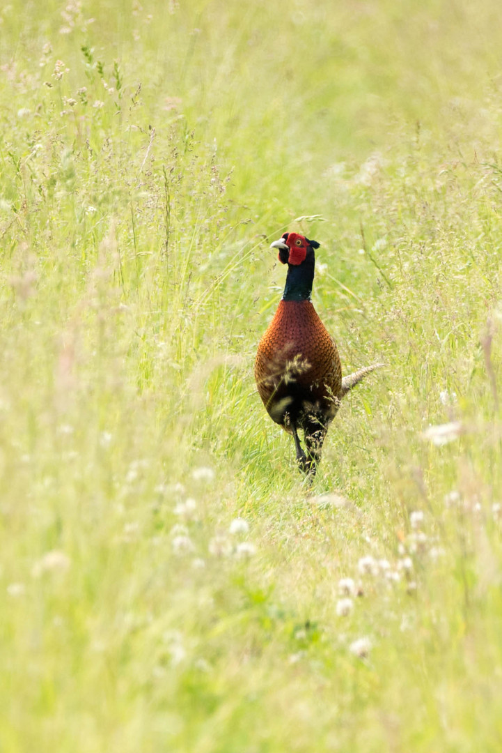 Fasan (Phasianus colchicus)