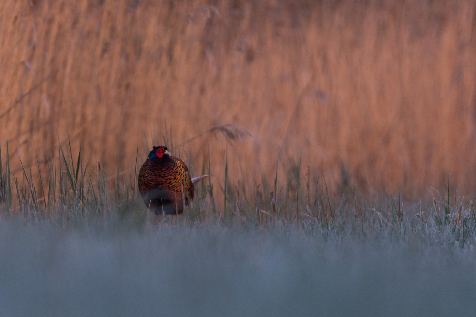 ~Fasan (Phasianus colchicus)~