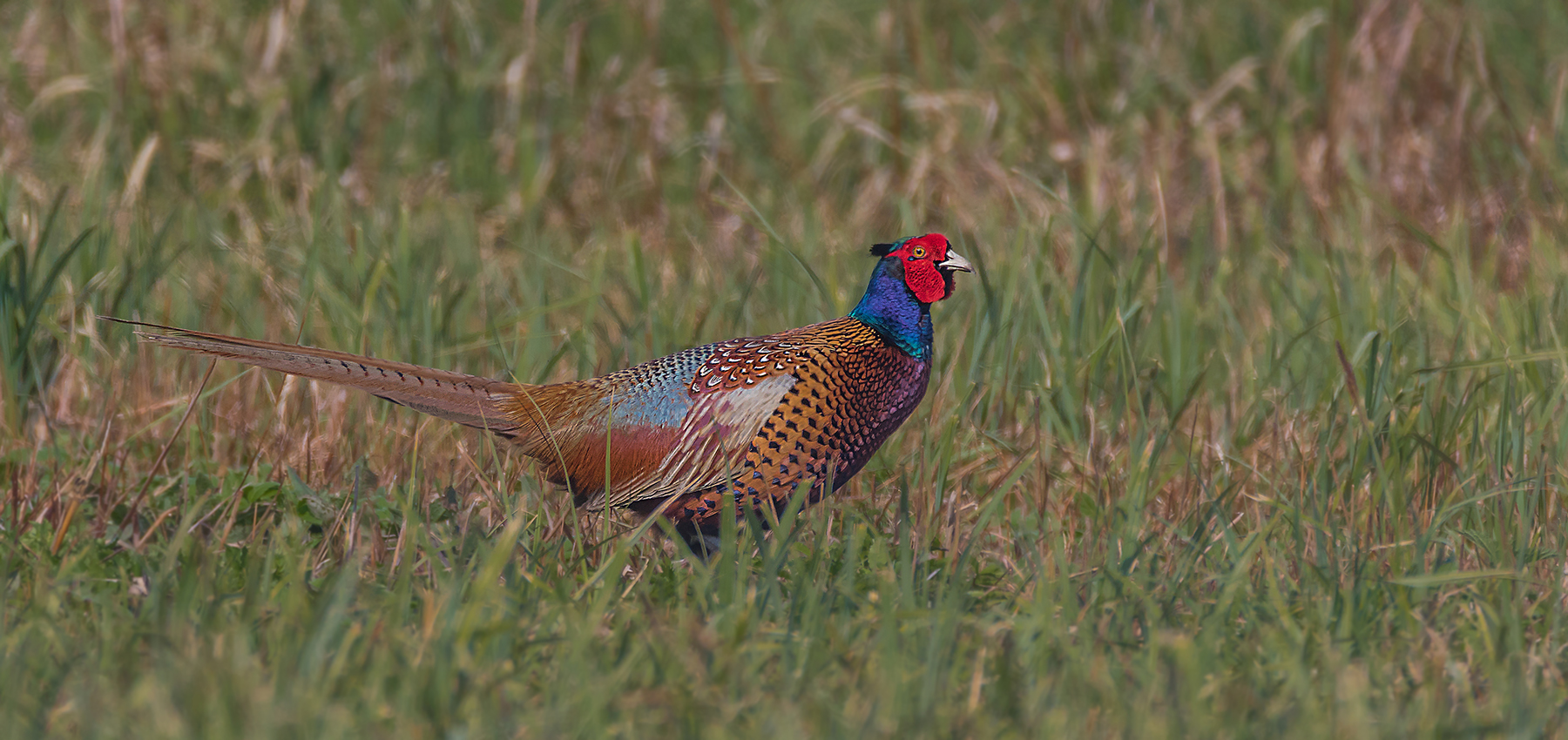 Fasan (Phasianus colchicus)