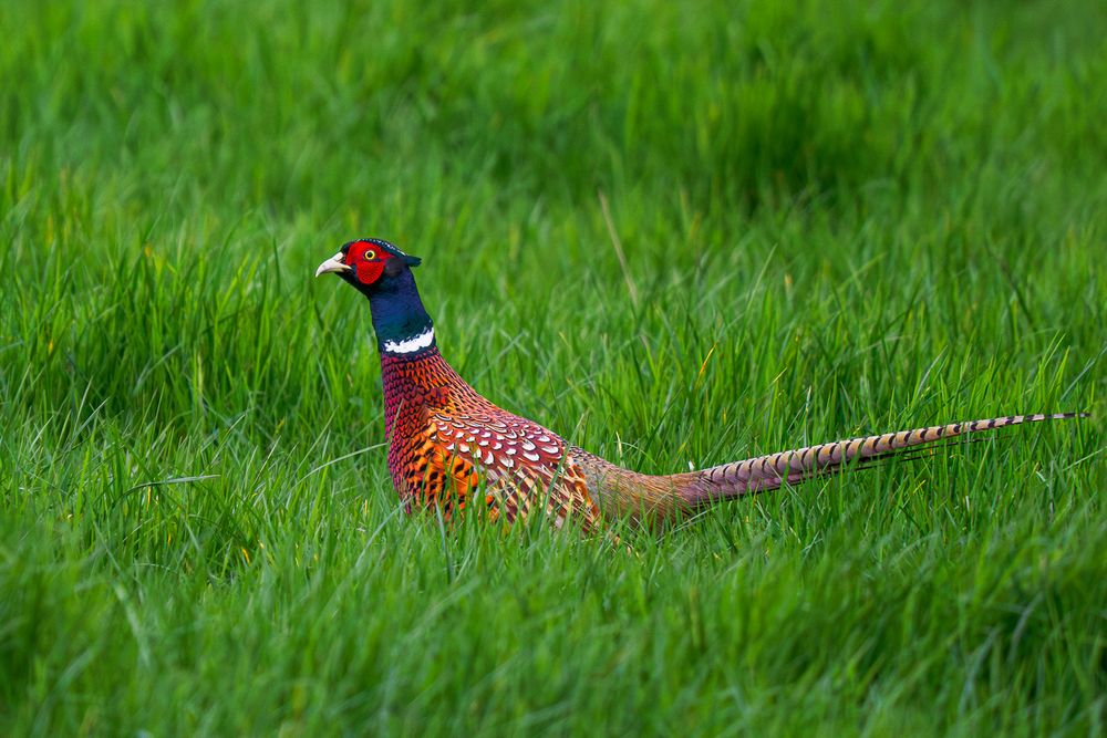 Fasan ( Phasianus colchicus )