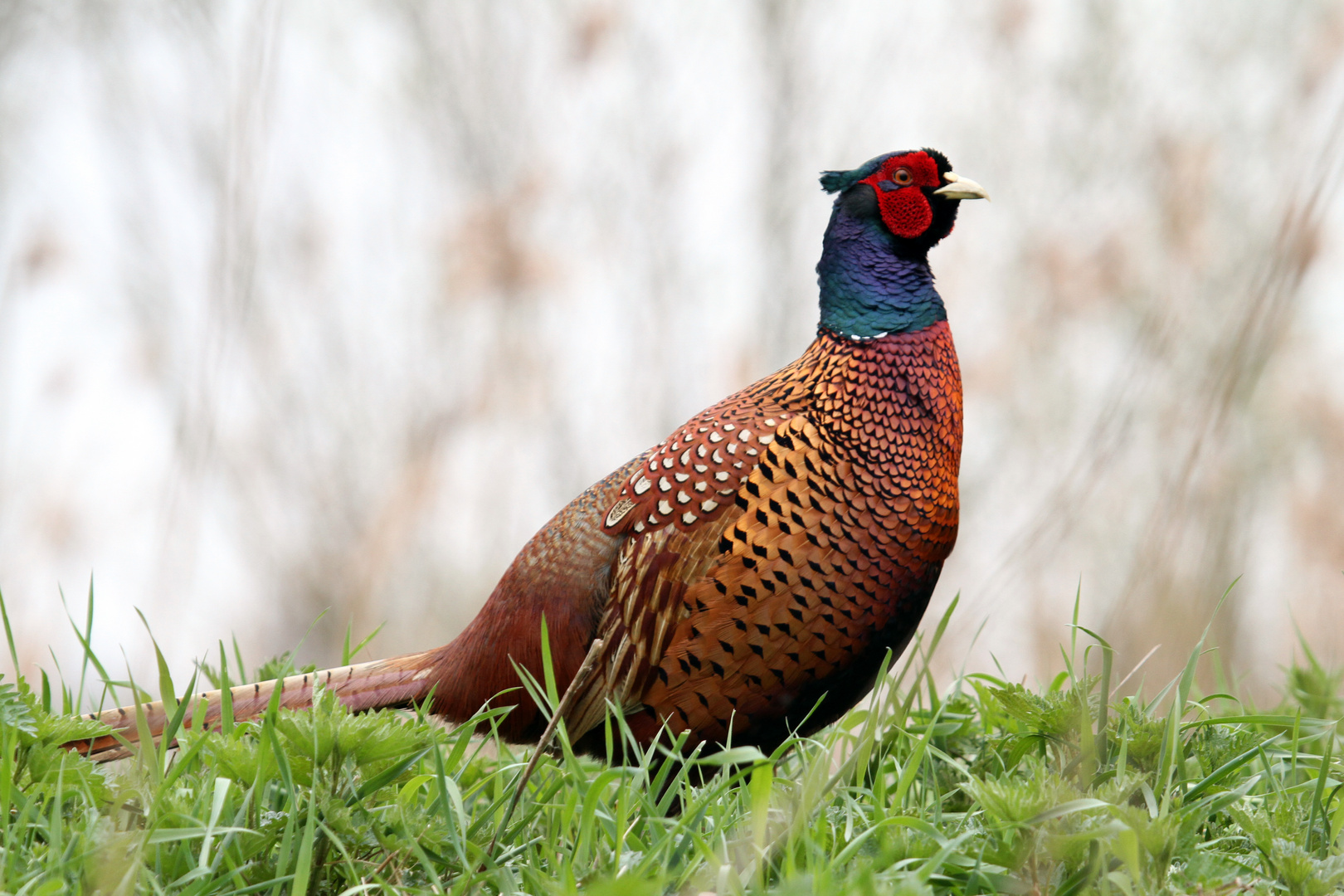 Fasan (Phasianus colchicus)