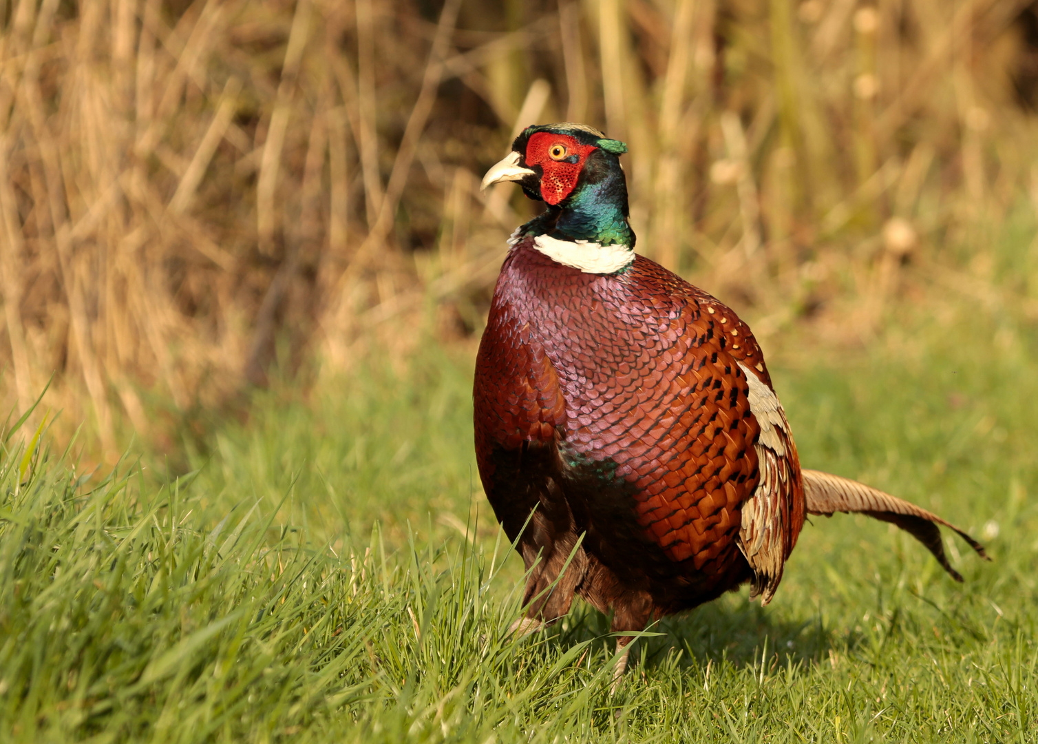 Fasan (Phasianus colchicus)